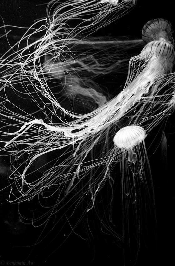 Japanese Nettle Jellyfish, S.E.A Aquarium, Sentosa, Singapore