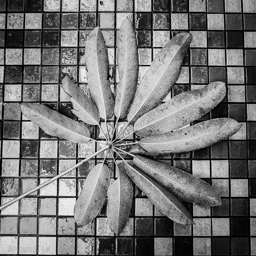 A section of leaves against a mosaic of tiles. A black and white image full of detail as raindrops on the leaves form a detailed image.