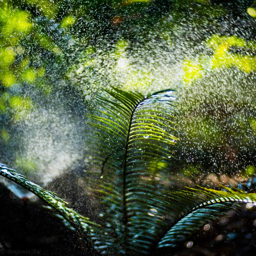 Ferns being watered via a sprinkler